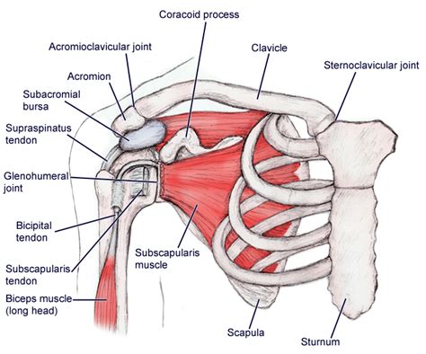 Muscles Of Shoulder Anterior Modernheal