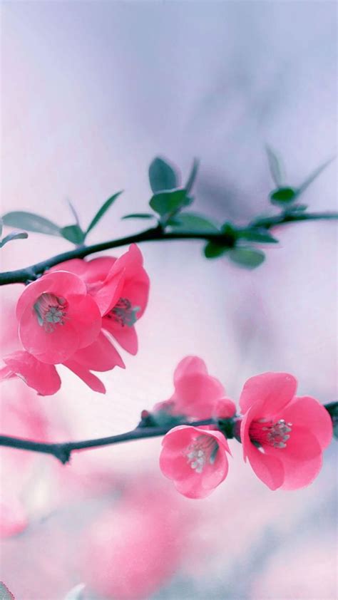 Beautiful Spring Wallpapers For Iphone Pixelstalknet Spring