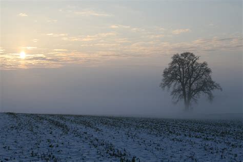 Free Images Landscape Sea Tree Nature Horizon Snow Cold Winter