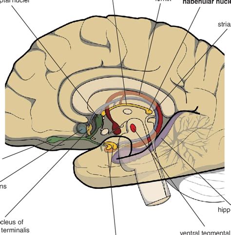 Mesial View On The Right Cerebral Hemisphere Original Figure