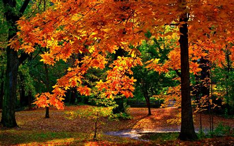 Sunny Day In Autumn Park Hd Wallpaper Background Image