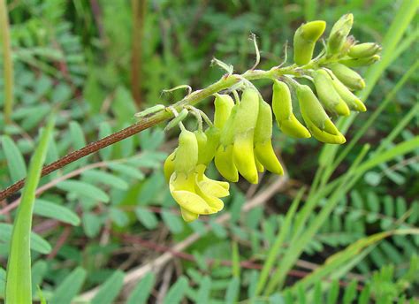 Astragalus Membranaceus Изображение особи Плантариум