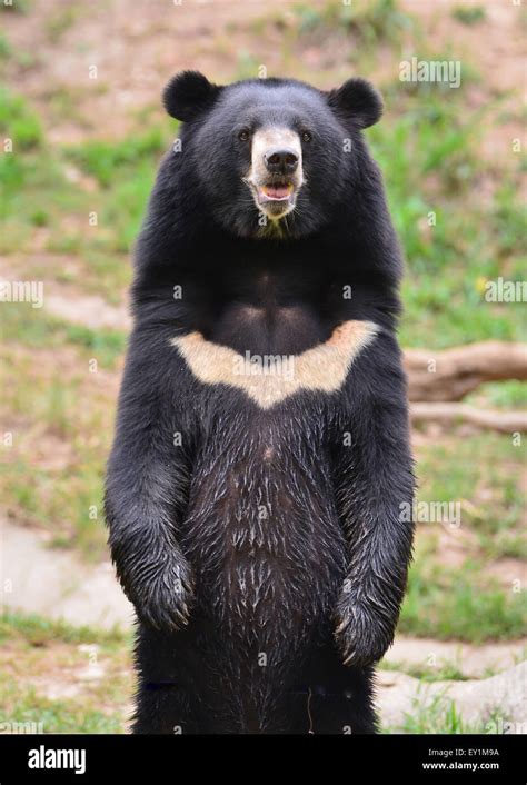 Asiatic Black Bear Or Moon Bear Ursus Thibetanus Stock Photo Alamy