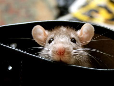 Cute Rat Wallpapers Wallpaper Cave