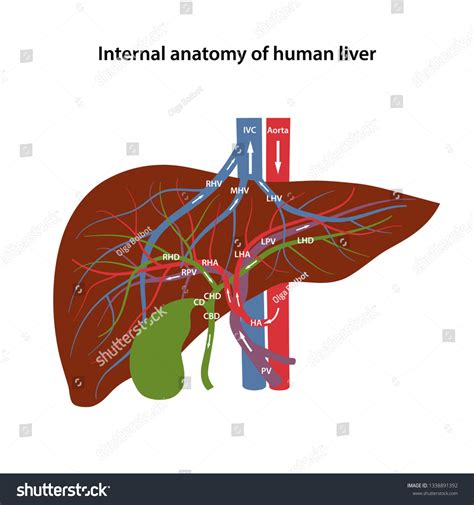 Internal Anatomy Human Liver Description Corresponding Stock Vector
