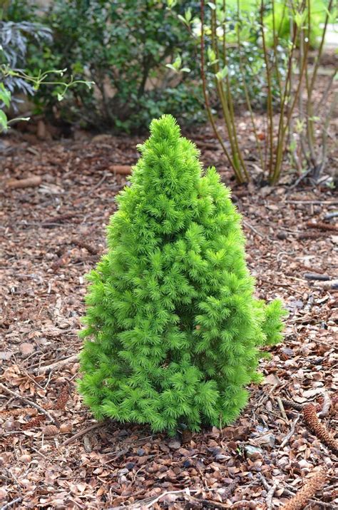 Entire Plant Photo Of Dwarf Alberta Spruce Picea Glauca Var