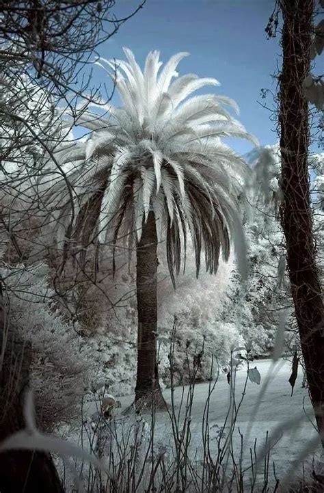 Pin By Becky Cagwin On Nature Winter Scenery Palm Trees Winter Scenes