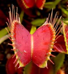 Carnivorous Plant Facts Garden Guides
