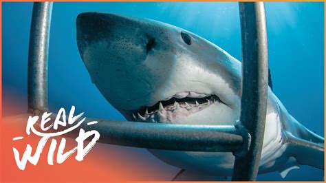 Beyond Jaws The Real Lives Of Sharks Shark Documentary Real Wild