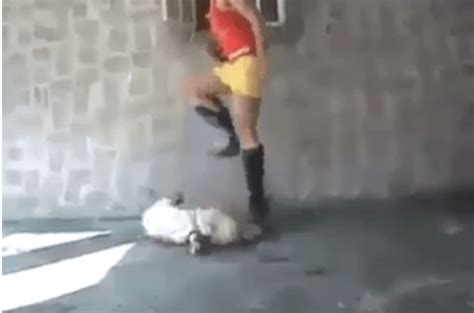 Mujer Es Captada En Video Pateando A Un Indefenso Perro Amarrado Erizos