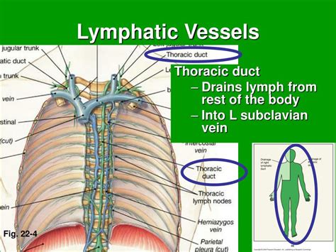 Thoracic Duct Of Lymphatic System Hot Sex Picture