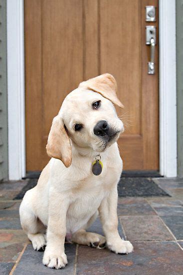 8 Dogs Who Are Absolute Masters At The Head Tilt Dog Personality Dog