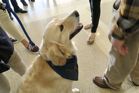 Therapy Dogs May Unlock Health Benefits For Patients In