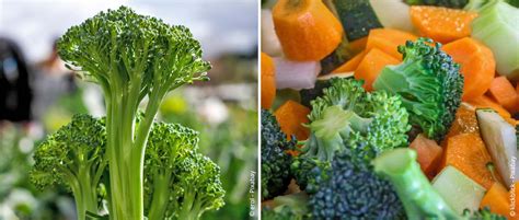 Brokkoli Anbauen Tipps Zu Anbau Pflege Und Ernte