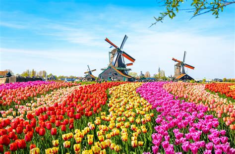 Tulip Fields In The Netherlands Everything You Need To Know