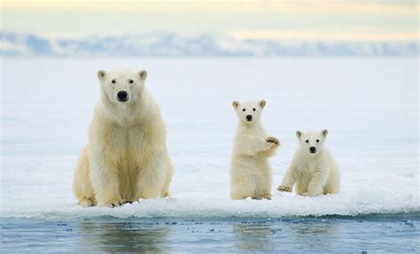 Polar Bear Cruise Tour In Svalbard Norway National Geographic