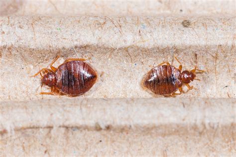 Bed Bug Bites Symptoms And Treatment Options