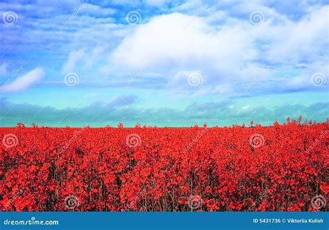 Meadow With Red Flowers Stock Photo Image Of Green Botanical 5431736