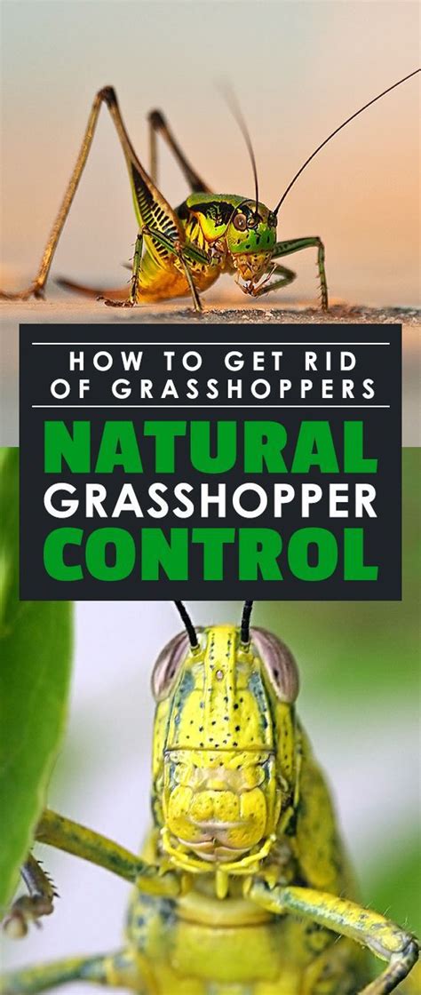 How To Get Rid Of Grasshoppers Natural Grasshopper Control Organic