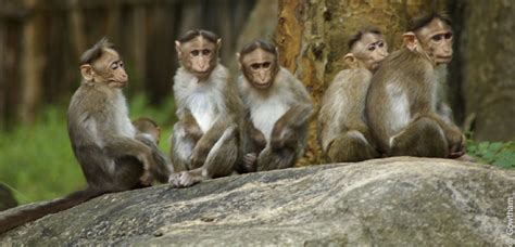 27 List Different Types Of Monkeys Facts And Information Types Of