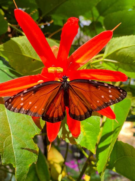 Passion Vine Butterfly Stock Photos Pictures And Royalty Free Images