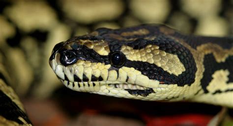 Jungle Carpet Python M Spilota Cheynei Sub Adult Femal Flickr