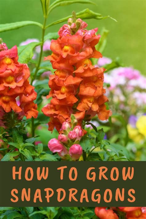 How To Grow Snapdragons An Easy Guide Lots Of Pictures