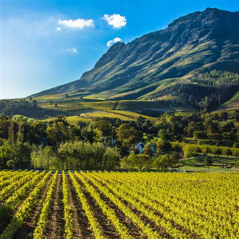 Stellenbosch Wine Tasting Guide Where To Taste Savored Journeys