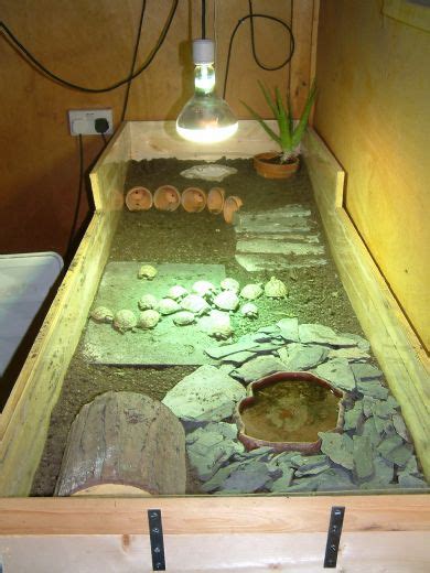 Tortoise can be also kept in tables and you will get to know about the idea coffee table tortoise house: Indoor Enclosure Suggestions/Pics? | Tortoise Forum