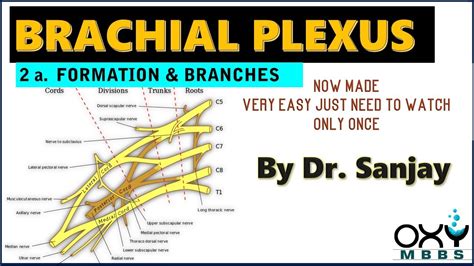 Brachial Plexus Now Made Very Easy 2a Formation And Branches For