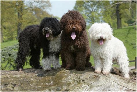 Yandex.translate works with words, texts. Spanish Water Dog - Breeders, Puppies, Facts, Pictures, Price, Temperament | Animals Breeds