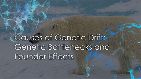 Genetic Bottlenecks And Founder Effects Youtube