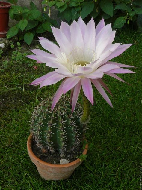 Maybe you would like to learn more about one of these? easter lily cacuts Scientific Name: Echinopsis multiplex ...