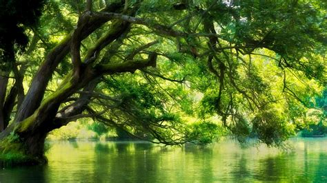 природа деревья река Nature Trees River онлайн Обои на рабочий стол