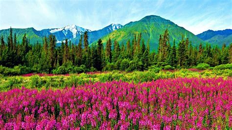 Natural Landscape Violet Mountain Flowers Pine Trees Mountains With