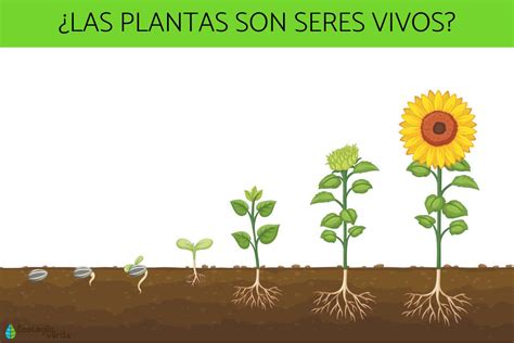 Por Qué Las Plantas Son Seres Vivos ¡resumen