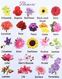 Learn English Vocabulary through Pictures: Flowers & Plants - ESL Buzz