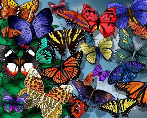 Colorful Butterflies Hd Wallpaper Background Image 1920x1536 Id