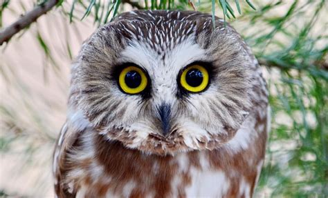 A Northern Saw Whet Owl Takes Us By Surprise In Ontario