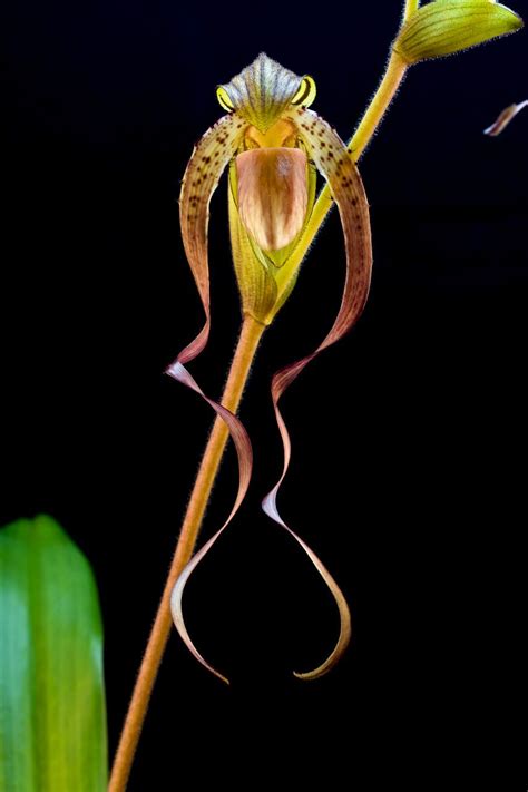Paphiopedilum Ooii Is Named After Michael Ooi A Slipper Orchid
