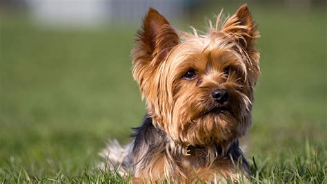 The Most Popular Dog Breeds In America