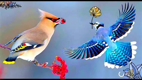 Top 20 Most Beautiful Birds In The World Most Beautiful Birds In