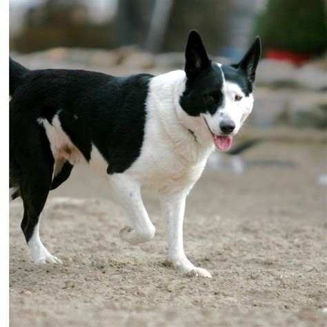 Smooth Coat Border Collie Dogs And Puppies Cattle Dog