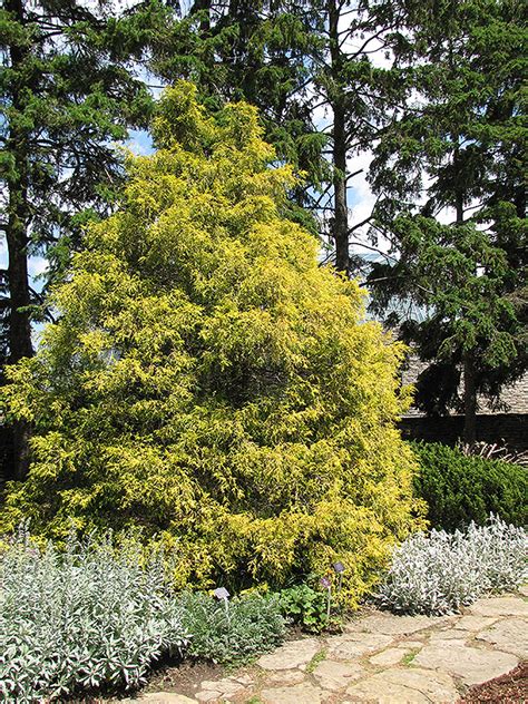Have 3 gold mop cypress. Golden Threadleaf Falsecypress (Chamaecyparis pisifera 'Filifera Aurea') in Burlington Waterdown ...
