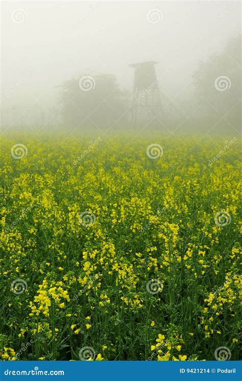 Morning On Field Stock Photo Image Of Flowering Farm 9421214