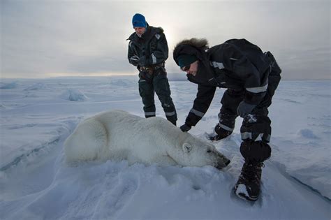 Svalbard S Polar Bears And The Effects Of Climate Change In Pictures