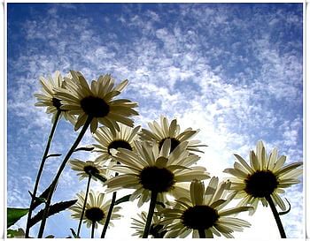 Daisy Meadow White Sky Meadow Flowers Daisies Hd Wallpaper Pxfuel