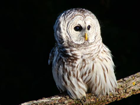 Barred Owl Mountsberg Wildlife Education Center Barred Owl Wildlife