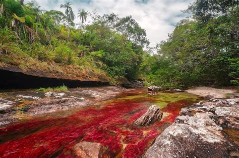 How To Visit Caño Cristales In Colombia Matador Network