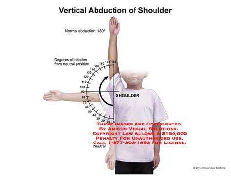1111208e Vertical Abduction Of Shoulder Anatomy Exhibits